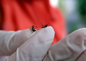 Nyamuk aedes aegypti pembawa penyakit demam berdarah