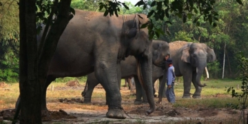Balai TNWK Perkuat Pengamanan Cegah Konflik Satwa Liar dan Masyarakat