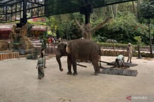 Kelola Gajah Harus Berbasis Sains, Bukan Sekadar Larangan