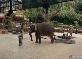 Gajah di Taman Safari Indonesia (ANT)