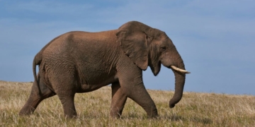 Pulihkan Ekosistem Seluas 1.286,84 Ha Sepanjang 2021-2024