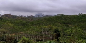 Penyesuaian Zonasi Jadi Kunci Implementasi Karbon di Taman Nasional