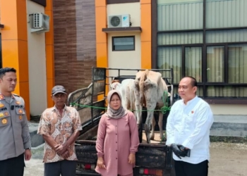 barang bukti, di antaranya dua ekor sapi