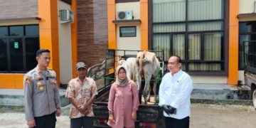 barang bukti, di antaranya dua ekor sapi