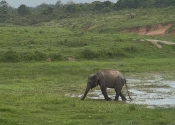 Pemerintah Kucurkan Rp2 Triliun Selamatkan Way Kambas