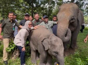 Gubernur Lampung Dorong Batas Permanen Akhiri Konflik Gajah–Manusia