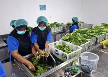 BGN Layangkan SP1 ke Puluhan Dapur MBG Lampung, Siapkan Sanksi Tegas