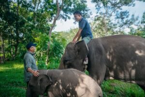 Pemerintah Siapkan Inpres Khusus Selamatkan Gajah Lampung dan Kalimantan