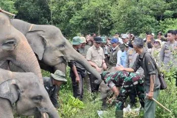 Gubernur Lampung Rahmat Mirzani Djausal saat berinteraksi dengan gajah jinak di Taman Nasional Way Kambas. ANTARA