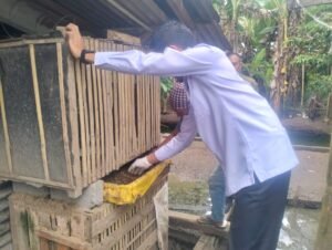Peluang Ekonomi Baru Lewat Budidaya Maggot Tanggamus