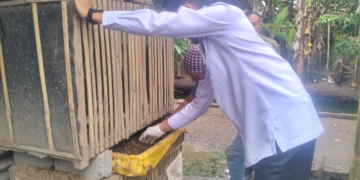 Pemerintah Kabupaten (Pemkab) Tanggamus mulai melirik potensi budidaya maggot sebagai solusi efektif penanganan sampah organik.