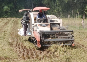 Bulog Lampung Intensifkan Penyerapan Gabah Petani Selama Bulan Puasa