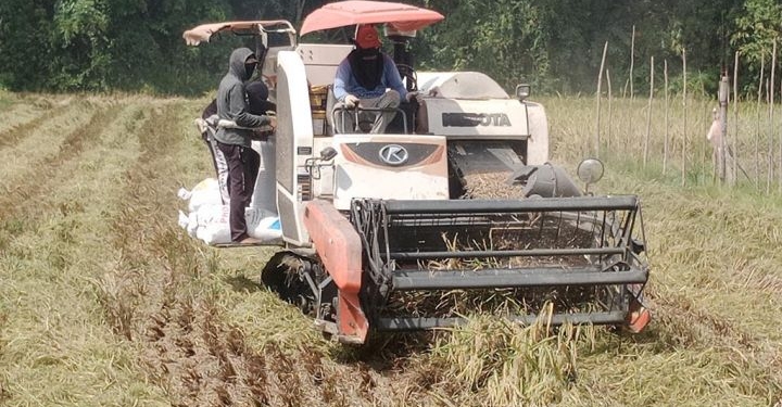 Bulog Lampung Intensifkan Penyerapan Gabah Petani Selama Bulan Puasa