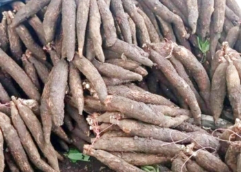 Singkong Punya Nilai Strategis untuk Dorong Pertumbuhan Ekonomi Lampung