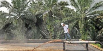 Limbah cair sawit (POME). Dok/Sawitkita.id