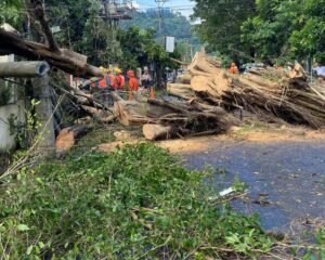 Angin Kencang Tumbangkan Pohon Besar di Jalan Way Rarem Pahoman