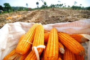 Perkuat Stok Pangan, Bulog Lampung Targetkan Serapan 120 Ribu Ton Jagung Lokal Sepanjang 2026