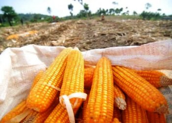 ilustrasi produksi jagung lampung