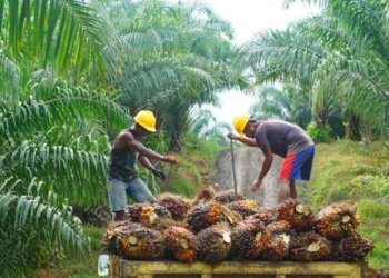 Ilustrasi harga sawit.