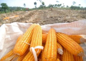 Bulog Lampung Targetkan Serap 120 Ribu Ton Jagung pada 2026
