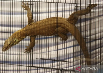 Barang bukti Komodo (Varanus Komodoensis) berada di dalam sangkar saat ungkap kasus perdagangan satwa di Polda Jawa Timur, Surabaya, Jawa Timur, Rabu (15/4/2026). ANTARA FOTO/Didik Suhartono