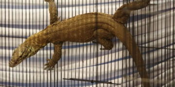 Barang bukti Komodo (Varanus Komodoensis) berada di dalam sangkar saat ungkap kasus perdagangan satwa di Polda Jawa Timur, Surabaya, Jawa Timur, Rabu (15/4/2026). ANTARA FOTO/Didik Suhartono