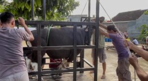 Masjid Ulul Albaab Bataranila Gunakan Alat Peroboh Sapi dengan Pendekatan Kesejahteraan Hewan