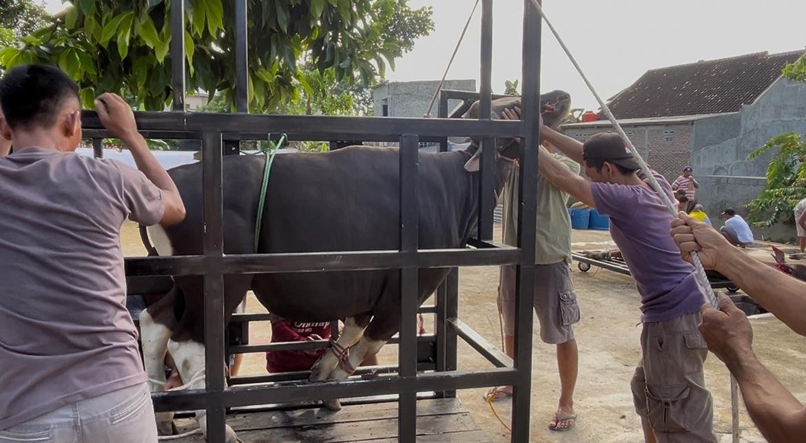 Masjid Ulul Albaab Bataranila Gunakan Alat Peroboh Sapi dengan Pendekatan Kesejahteraan Hewan