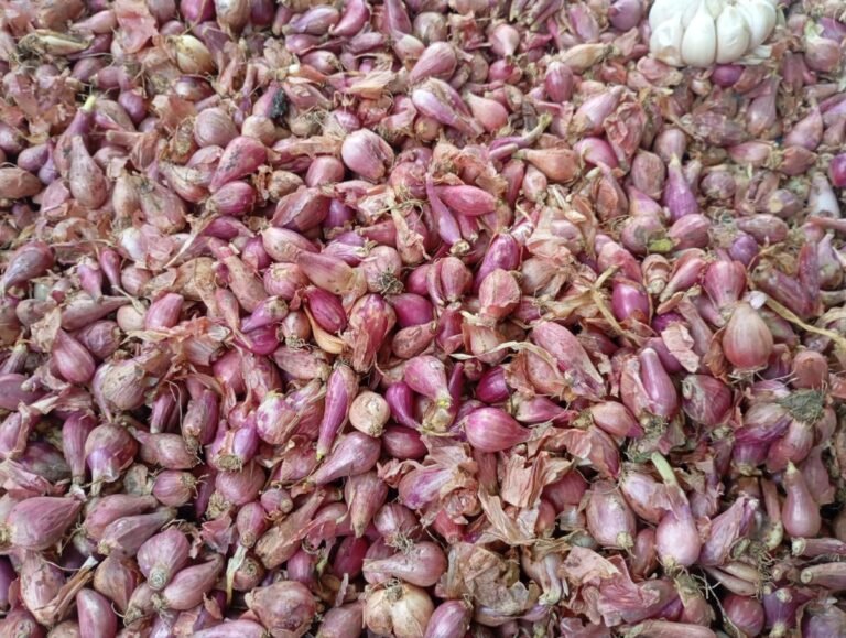 Menjelang Hari Raya Iduladha, Harga Bawang Merah Brebes Naik
