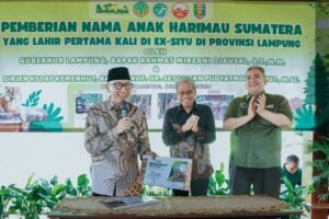 Lampung Miliki Dua Anak Harimau Sumatera, Puspa dan Muli Sikop