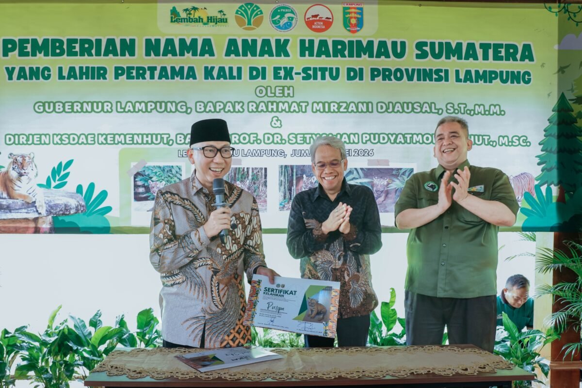 Lampung Miliki Dua Anak Harimau Sumatera, Puspa dan Muli Sikop