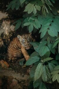Jerat Liar Masih Menjadi Ancaman Nyata bagi Satwa Dilindungi