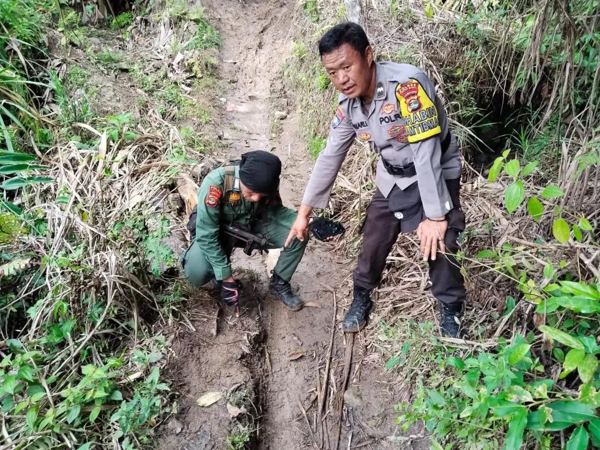 Harimau Sumatera Mangsa Tujuh Kambing, Warga Lemong Resah