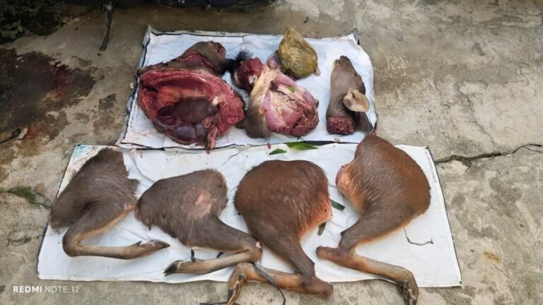 Berburu Rusa Sambar TNBBS, Polisi Tangkap Lima Pria Asal Tanggamus