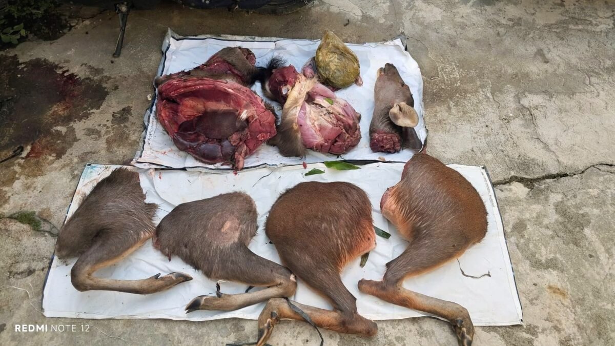 Berburu Rusa Sambar TNBBS, Polisi Tangkap Lima Pria Asal Tanggamus