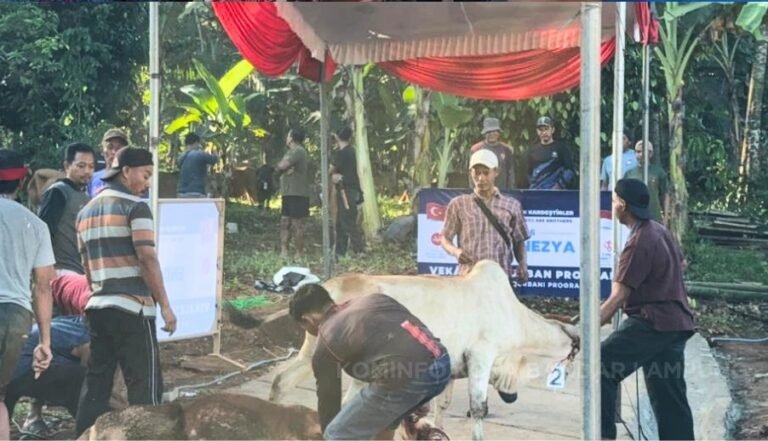 Wali Kota Hadiri Penyembelihan Hewan Kurban TDV Turki