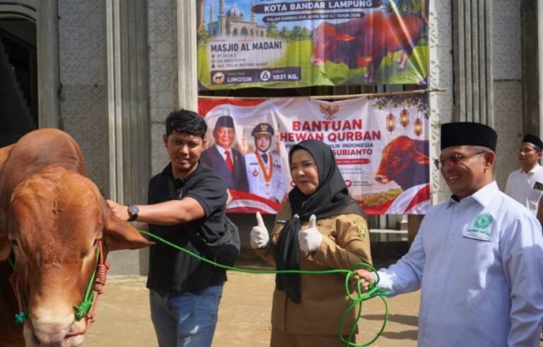 Wali Kota Bandar Lampung Serahkan Sapi Kurban Bantuan Presiden