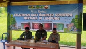 2 Bayi Harimau Sumatra Lahir di Lampung dari Induk Korban Jerat