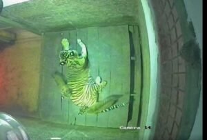 Terungkap! Proses 105 Hari Kehamilan Sinta hingga Lahirkan 2 Bayi Harimau Sumatra di Lampung