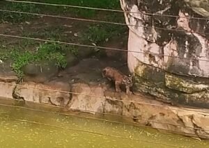 Dua Anak Harimau Sumatra Baru Lahir di Lampung Bernama Puspa dan Muli Sikop