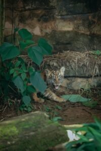 Lampung Habitat Penting Harimau Sumatera