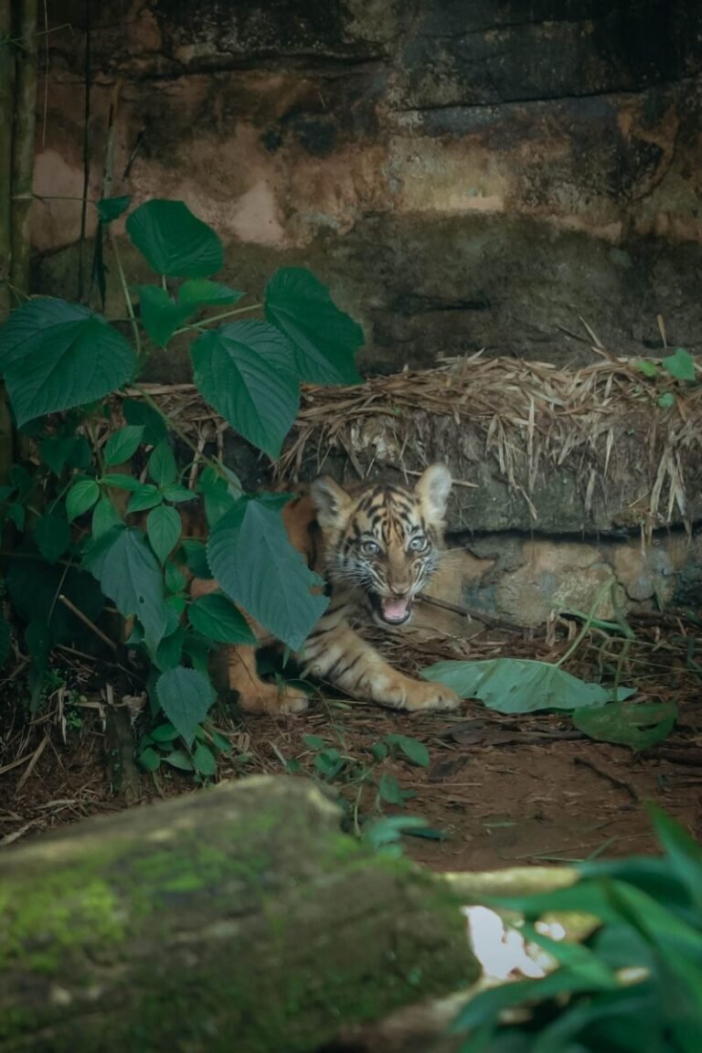 Lampung Habitat Penting Harimau Sumatera