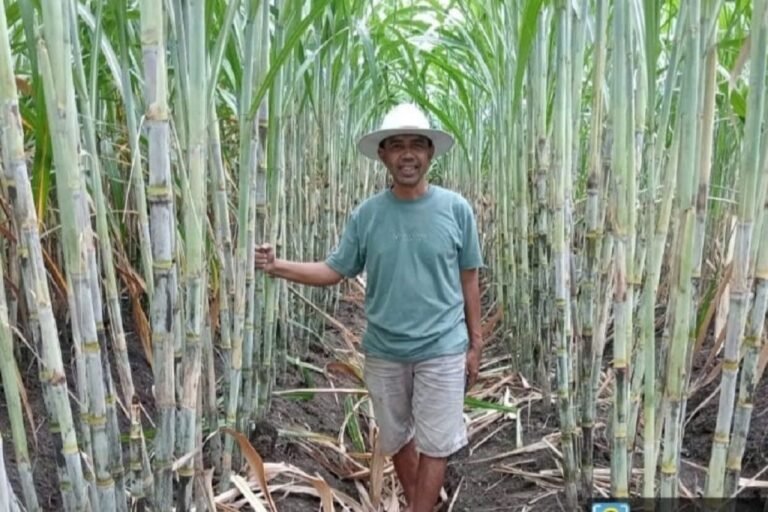 Kejar Target 2.800 Ha, Kementan Kebut Program Hilirisasi Tebu di Lampura